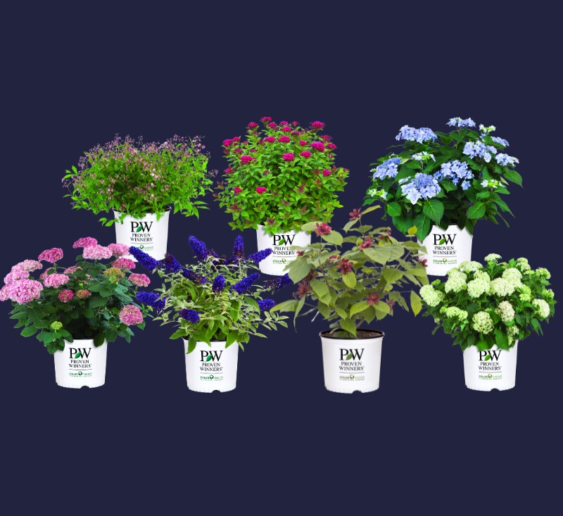 Blomstrende Proven Winners-buske i potter