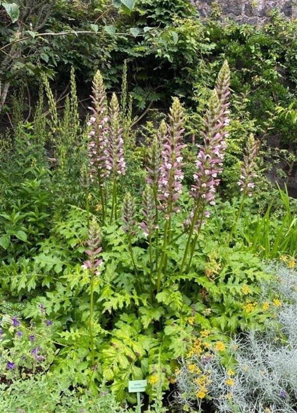 Acanthus spinosus