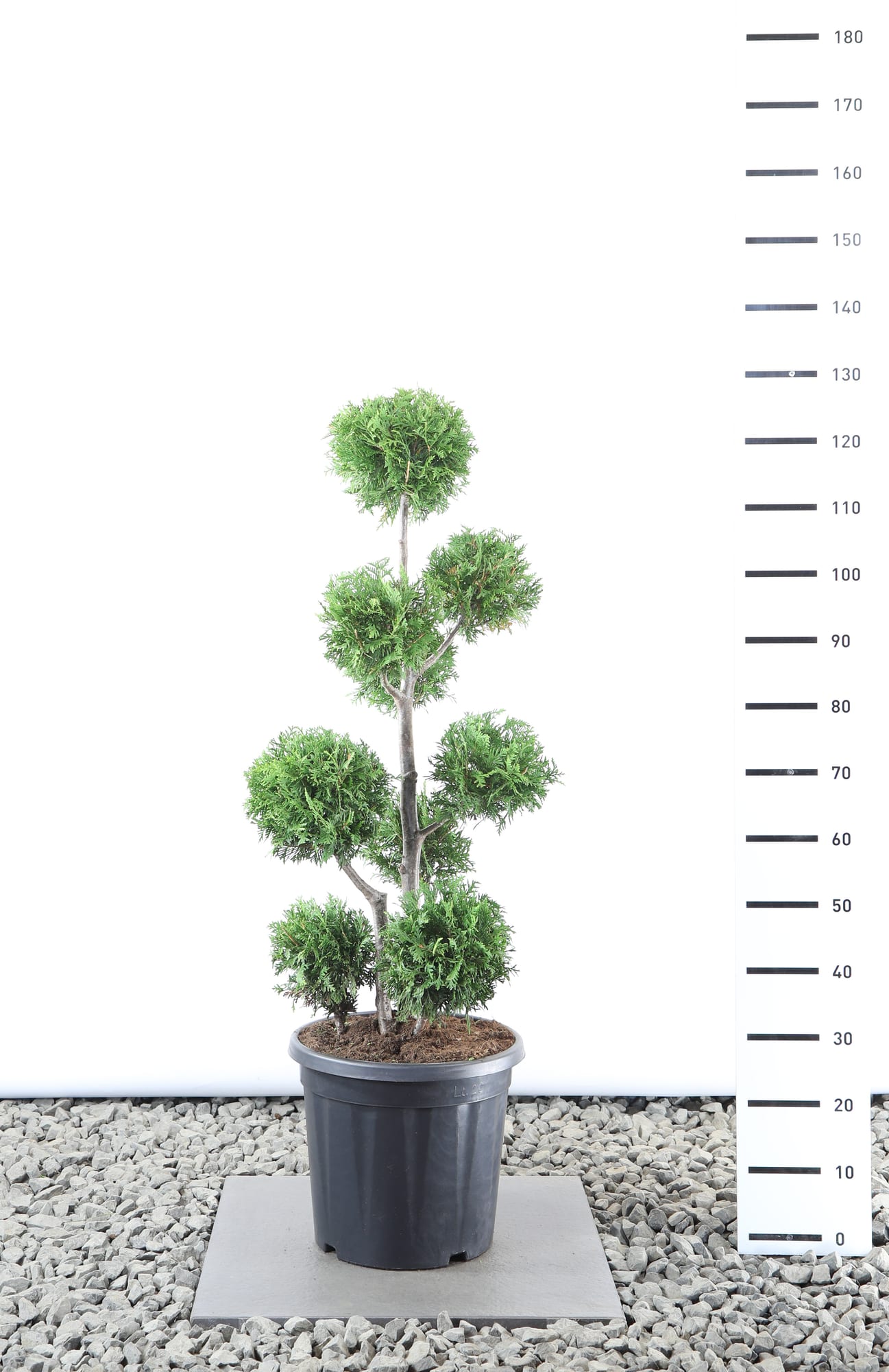 Thuja occ. 'Brabant' - Multibol extra