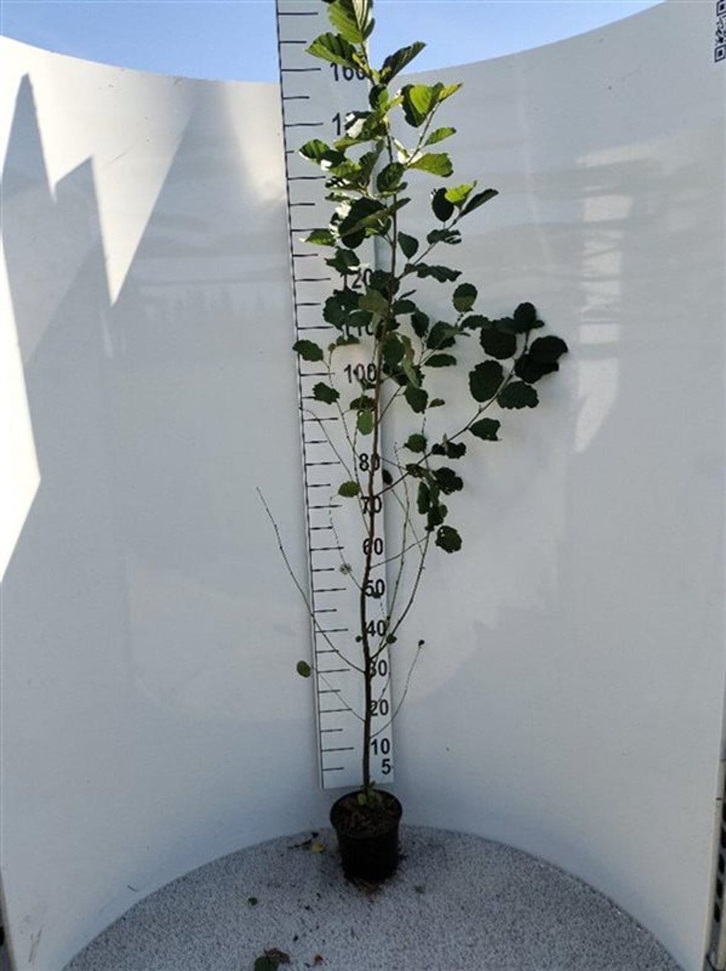 Alnus glutinosa