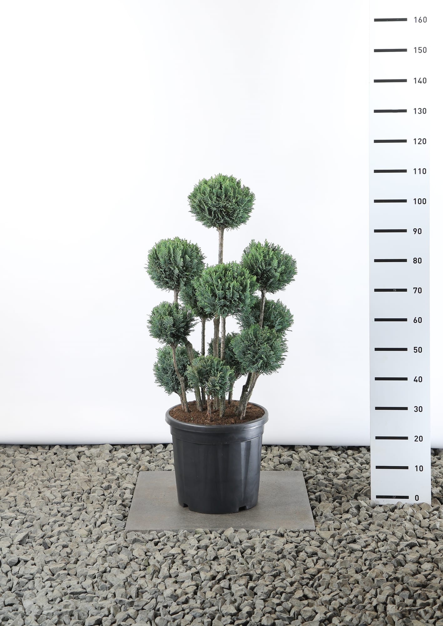 Chamaecyparis l. 'Ellwoodii' - Multibol extra