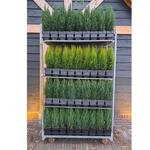 Winter conifers mix cc