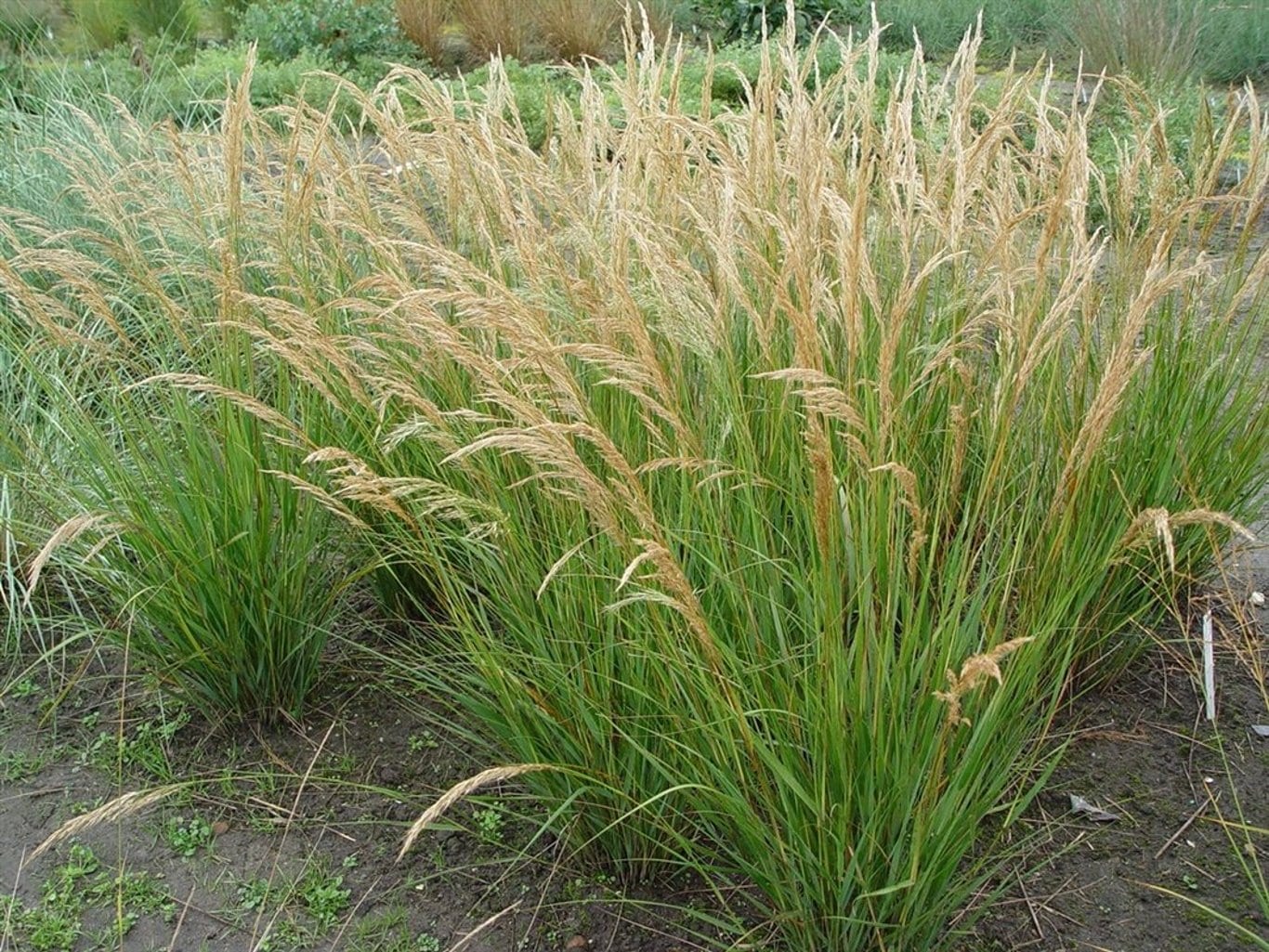 Achnatherum calamagrostis