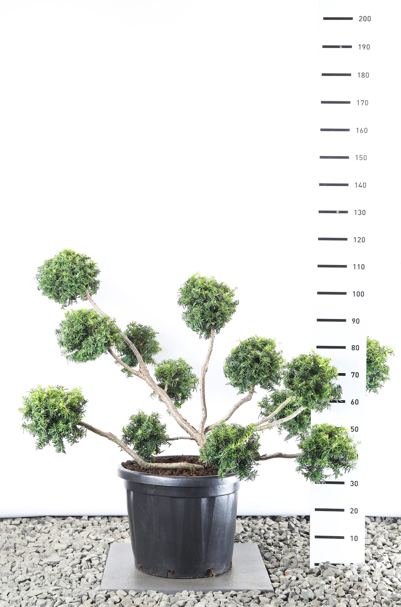 Taxus b. 'Summergold' - Multibol extra