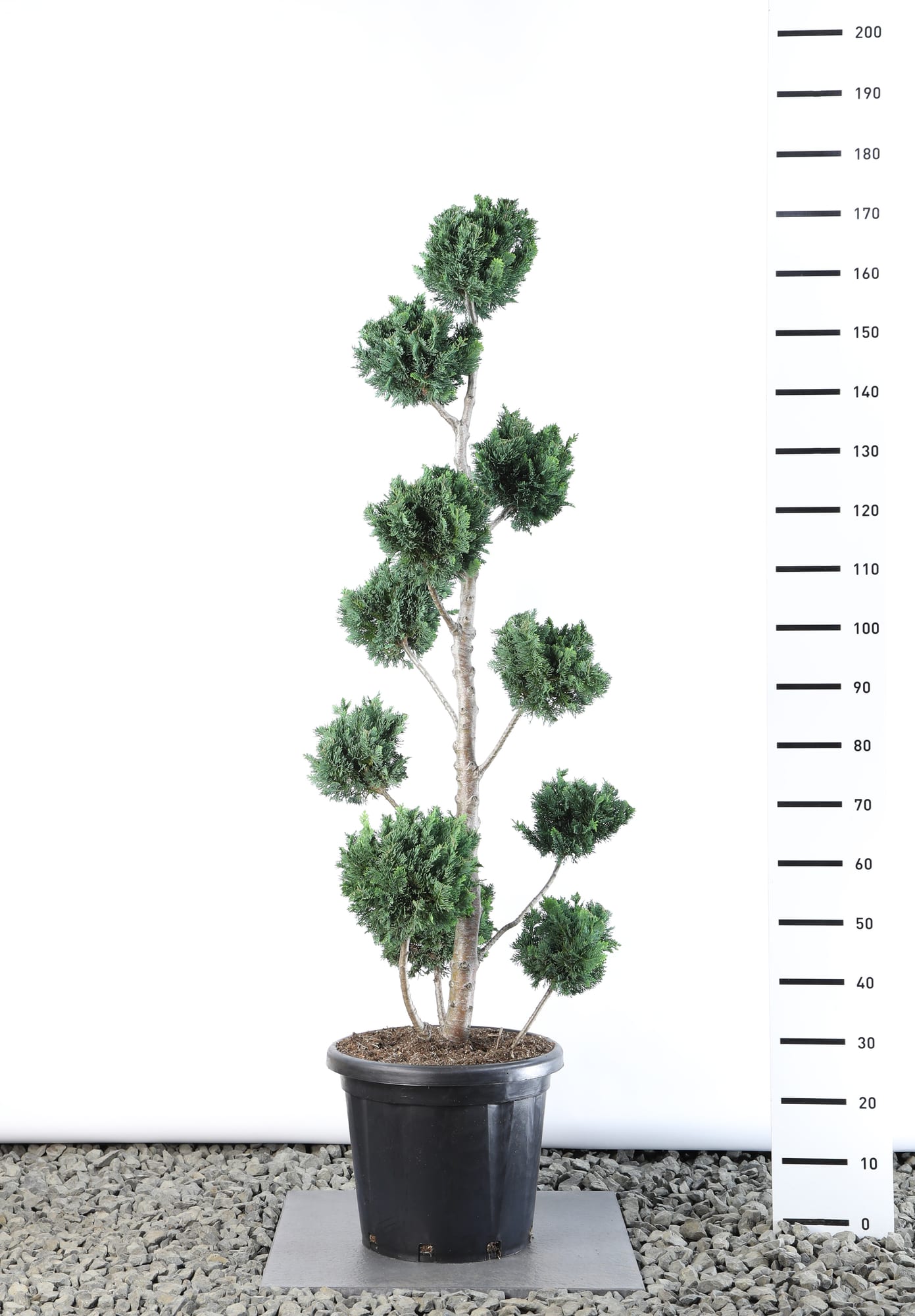 Chamaecyparis l. 'Wisselii' - Multibol extra