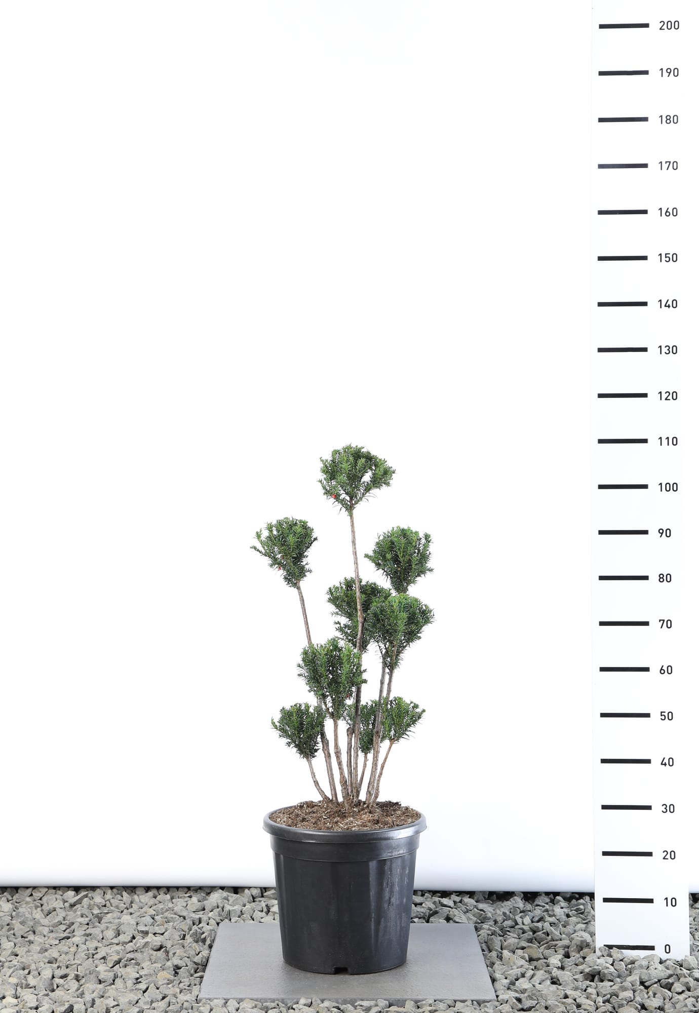Taxus b. 'Overeynderi' - Multibol extra