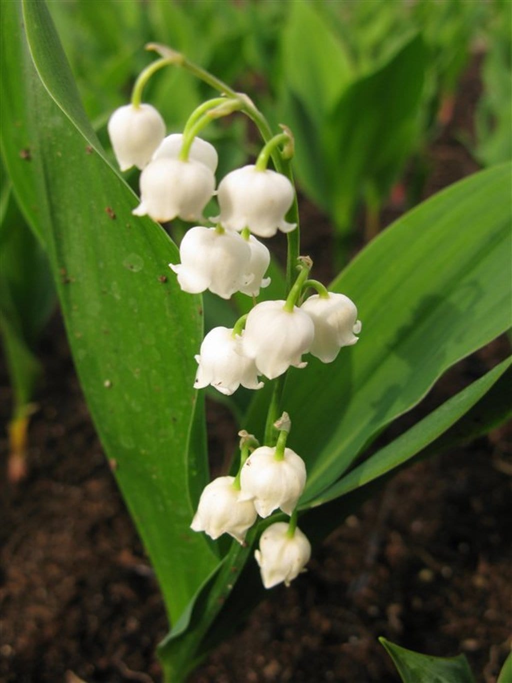 Convallaria majalis