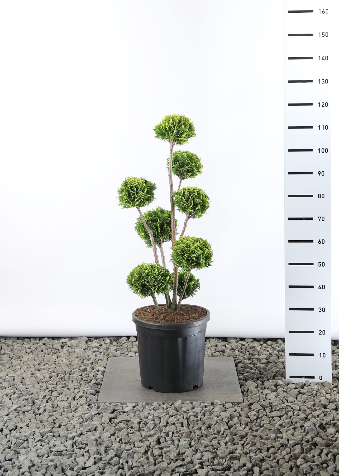 Chamaecyparis l. 'Stardust' - Multibol extra