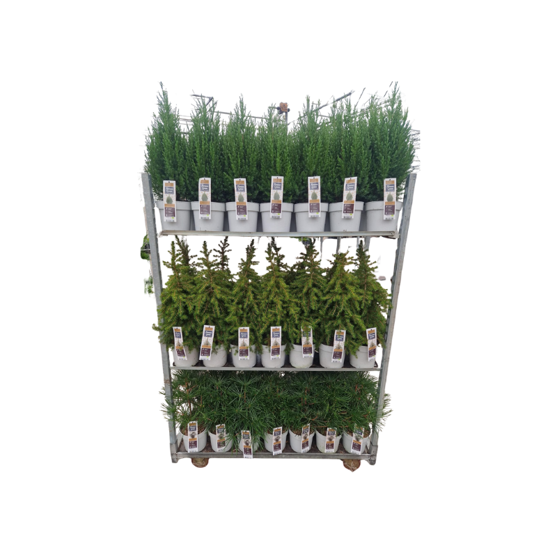 Conifer mix cc