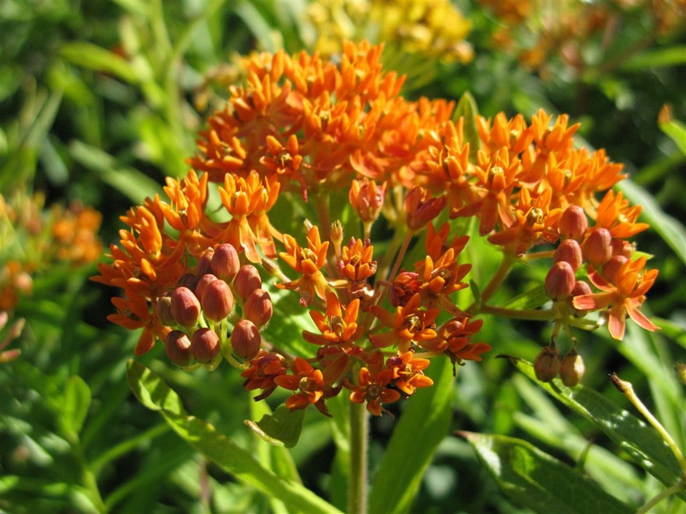 Asclepias tuberosa