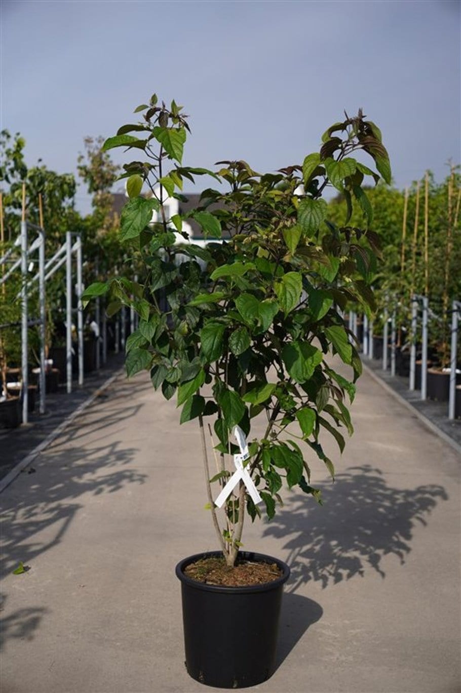 Clerodendrum trichotomum fargesii
