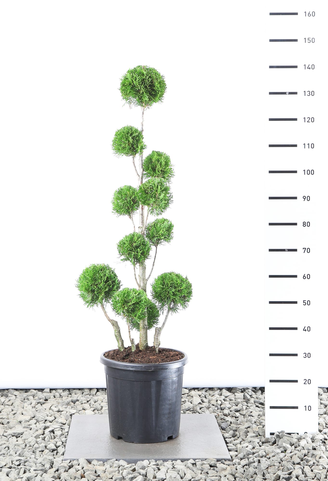 Thuja occ. 'Smaragd' - Multibol