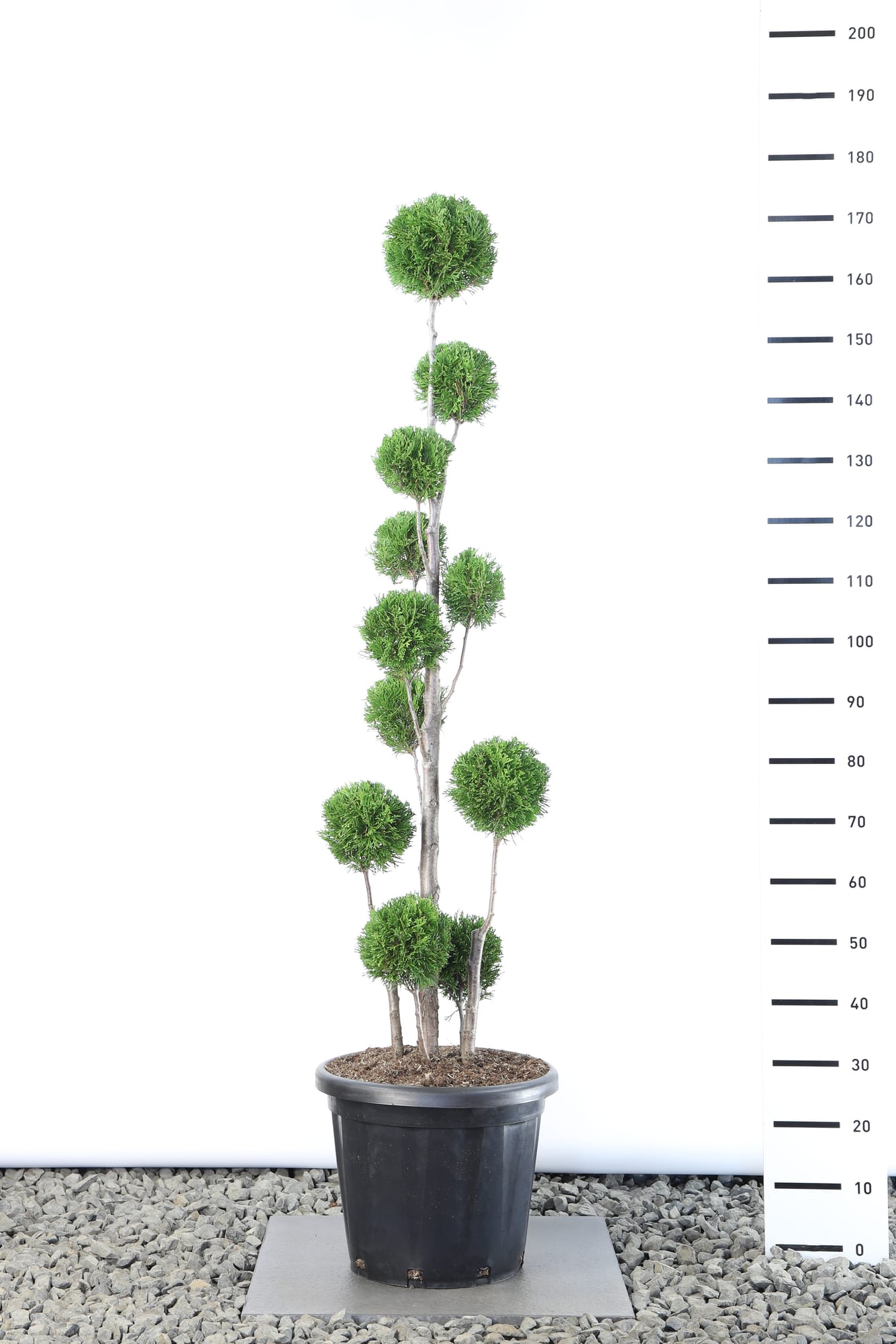 Thuja occ. 'Smaragd' - Multibol