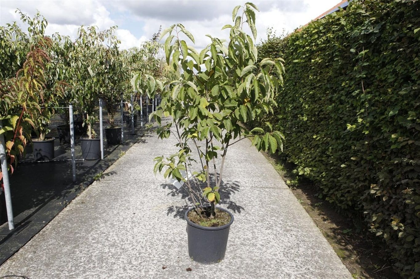 Halesia carolina
