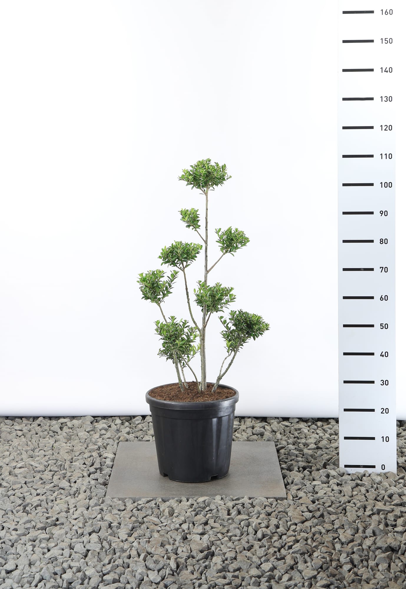 Ilex crenata 'Blondie' - Multiplateau
