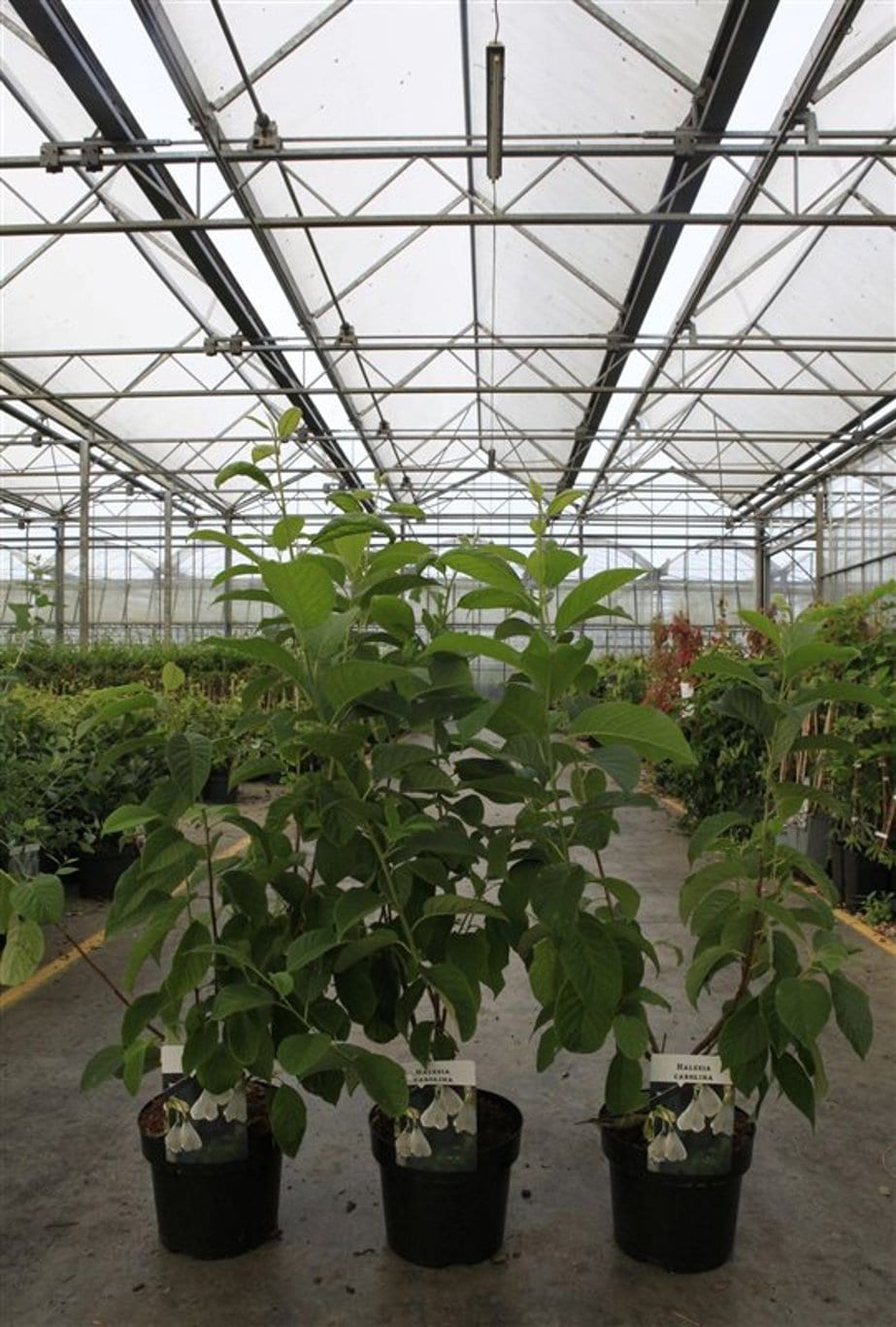 Halesia carolina