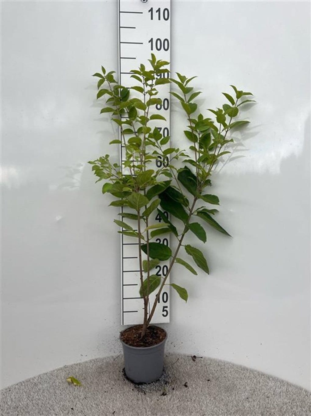 Rhamnus cathartica