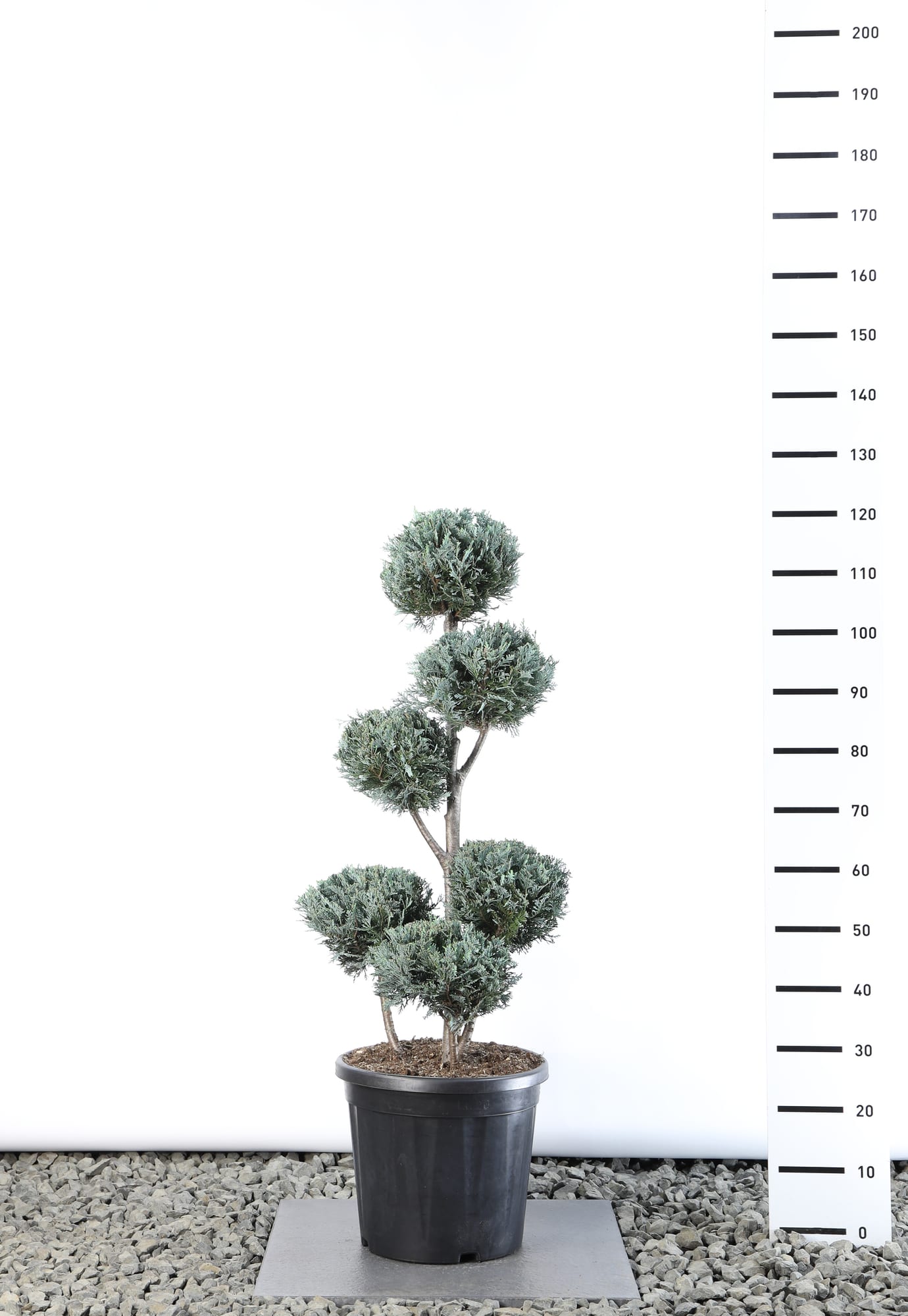 Chamaecyparis l. 'Van Pelt's Blue' - Multibol extra