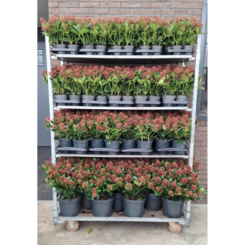 Skimmia jap. Rubella
