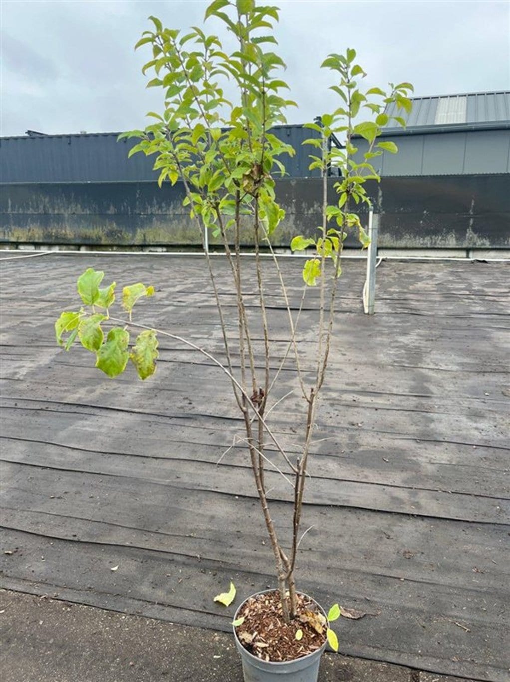 Rhamnus cathartica
