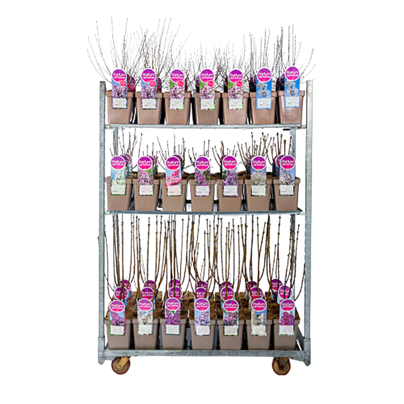 Syringa vulgaris mix