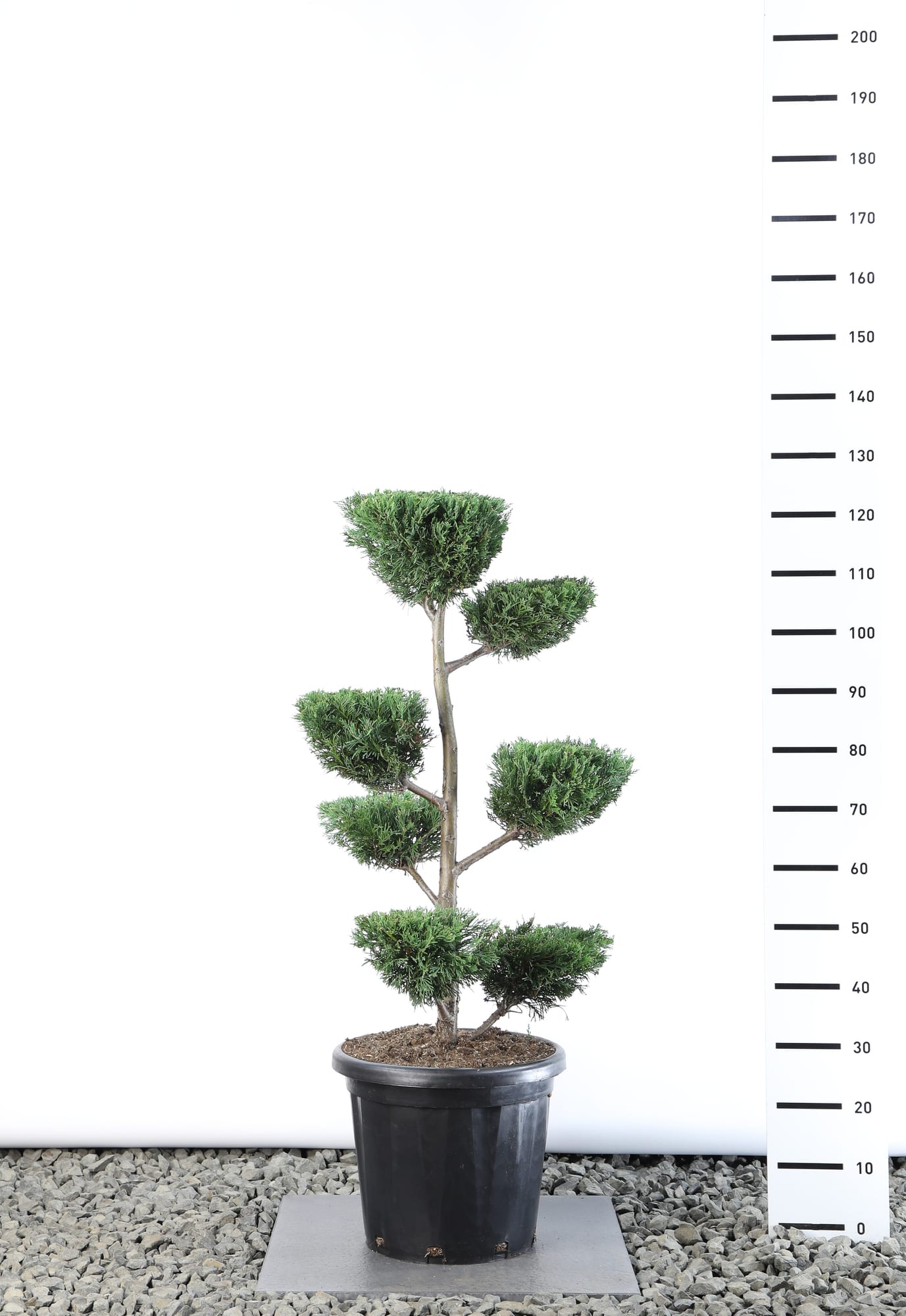 Cupressocyparis leylandii - Multiplateau extra