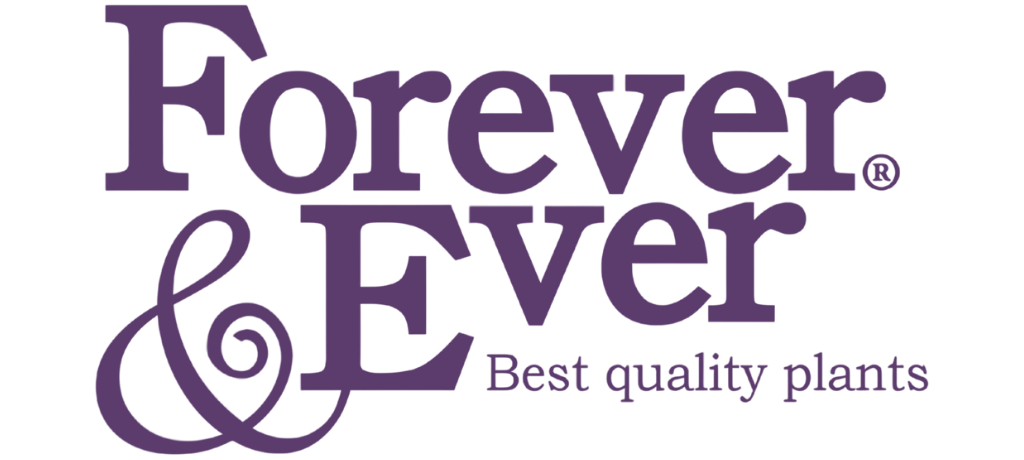 Forever & Ever Hydrangea