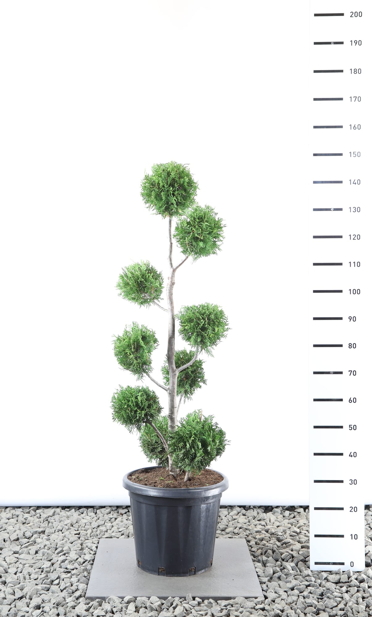 Thuja occ. 'Brabant' - Multibol extra