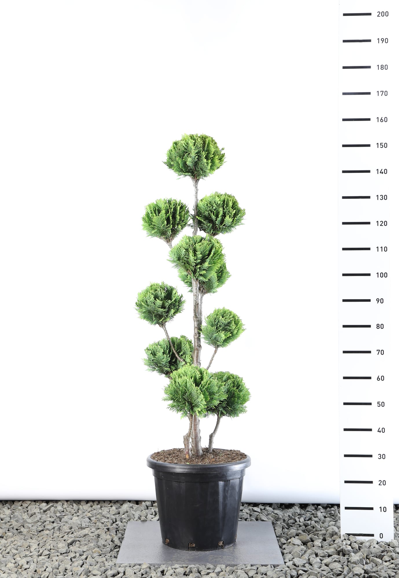 Chamaecyparis l. 'Alumigold' - Multibol extra