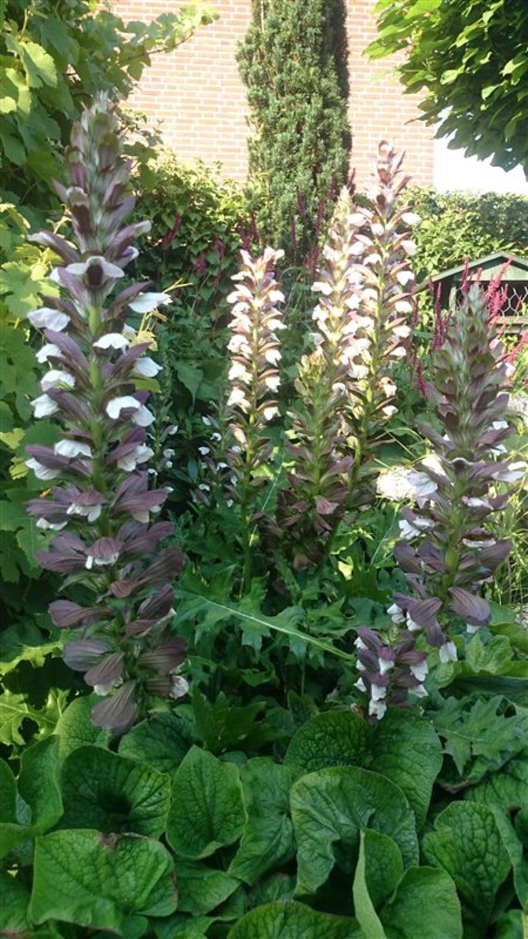 Acanthus hung. 'White Lips'
