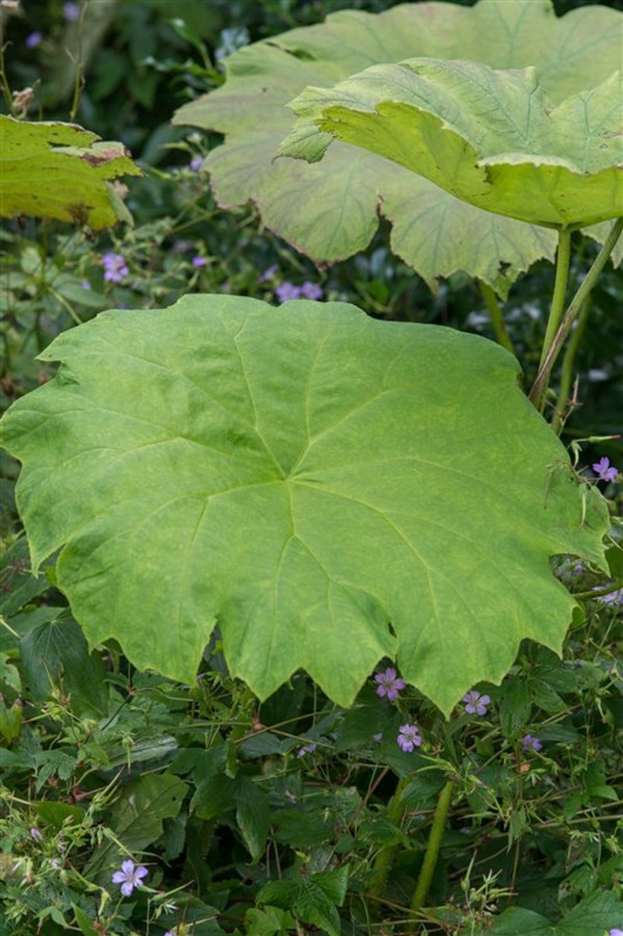 Astilboides tabularis