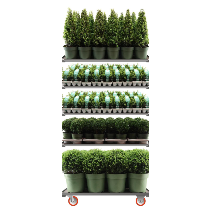 Ilex crenata Jenny Mix CC