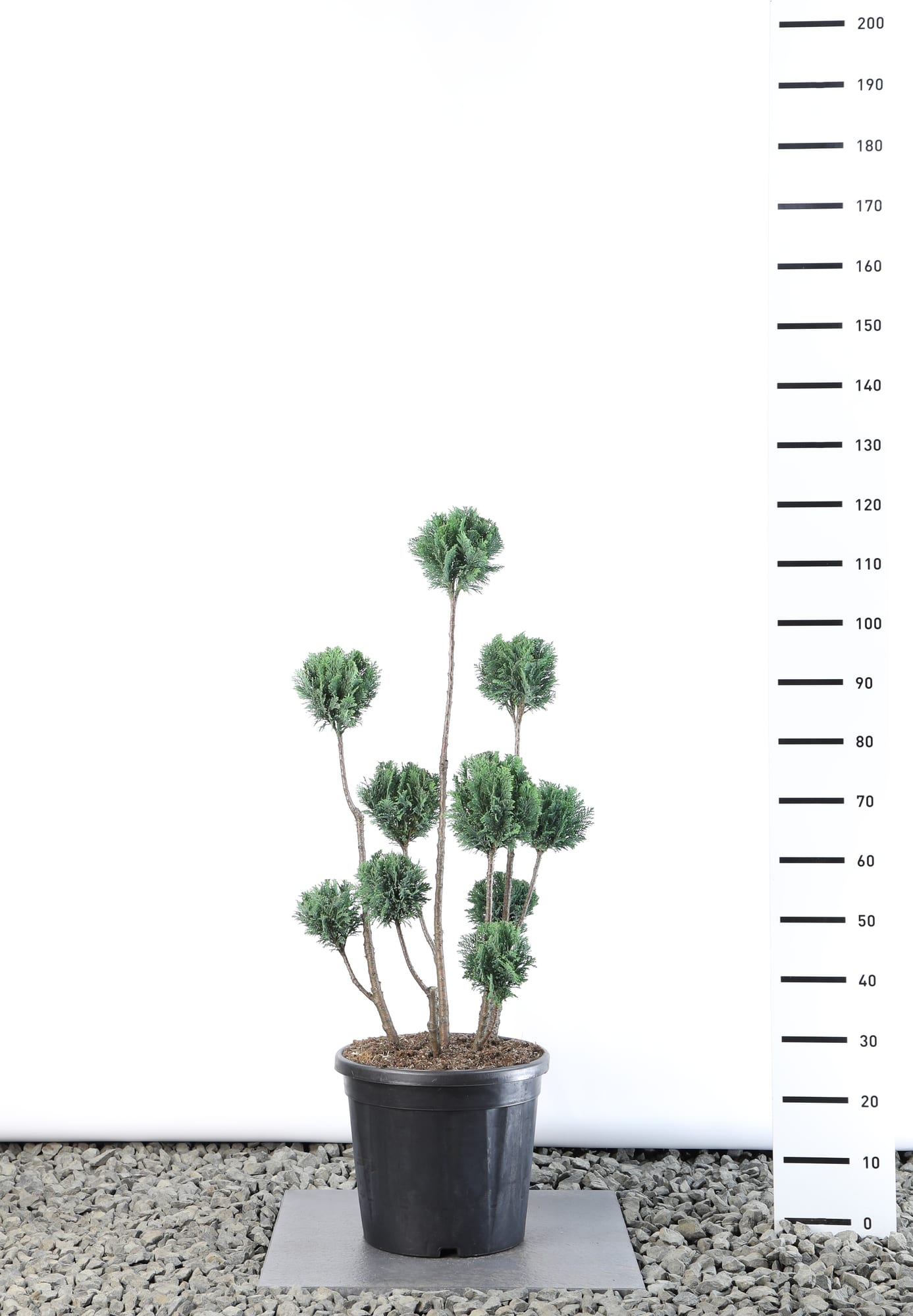 Chamaecyparis l. 'Ellwoodii' - Multibol