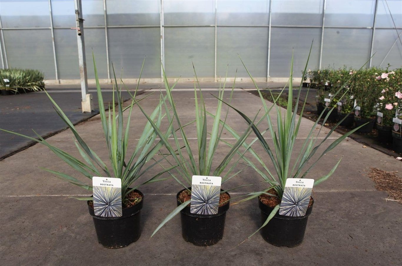 Yucca rostrata
