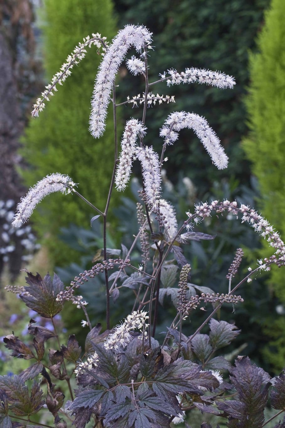 Actaea rac. 'Queen of Sheba'