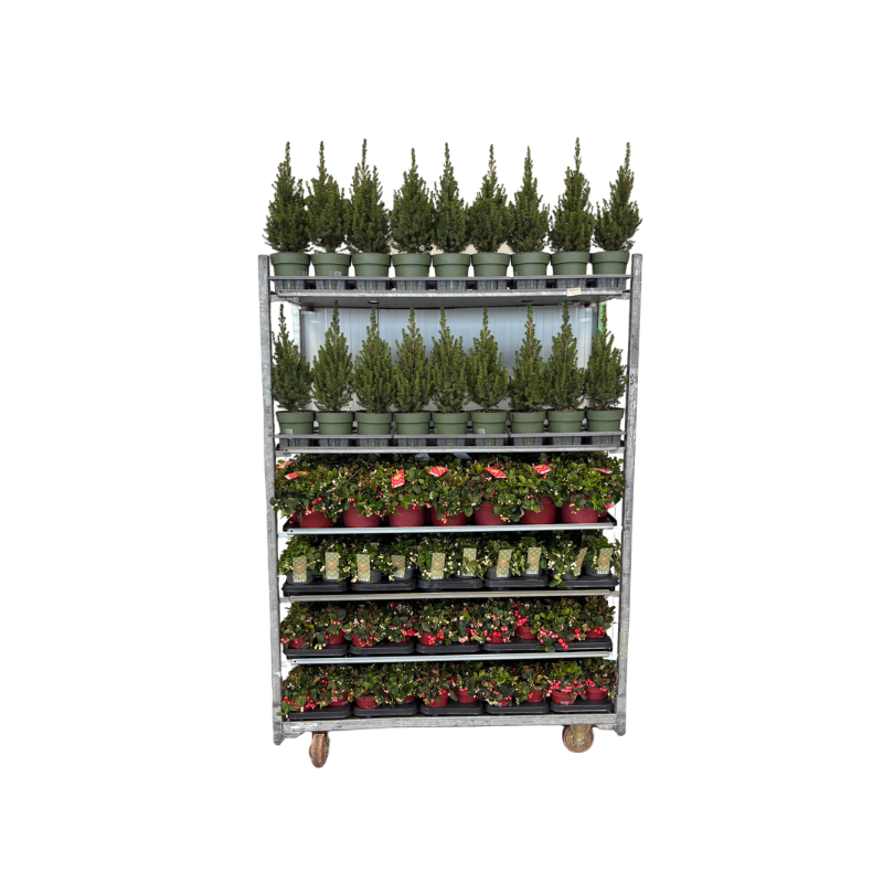 Picea + Gaultheria mix cc