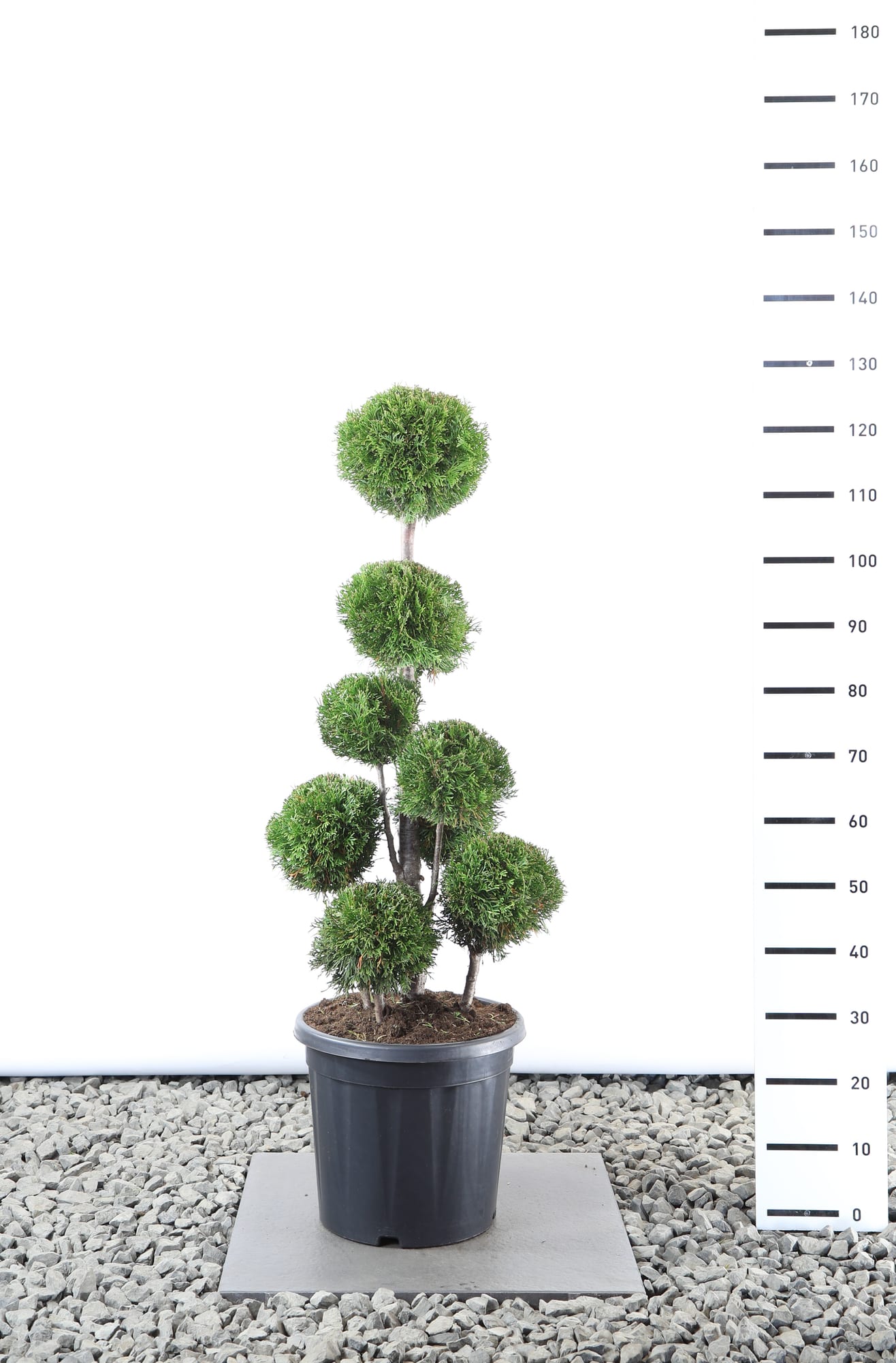 Thuja occ. 'Smaragd' - Multibol extra