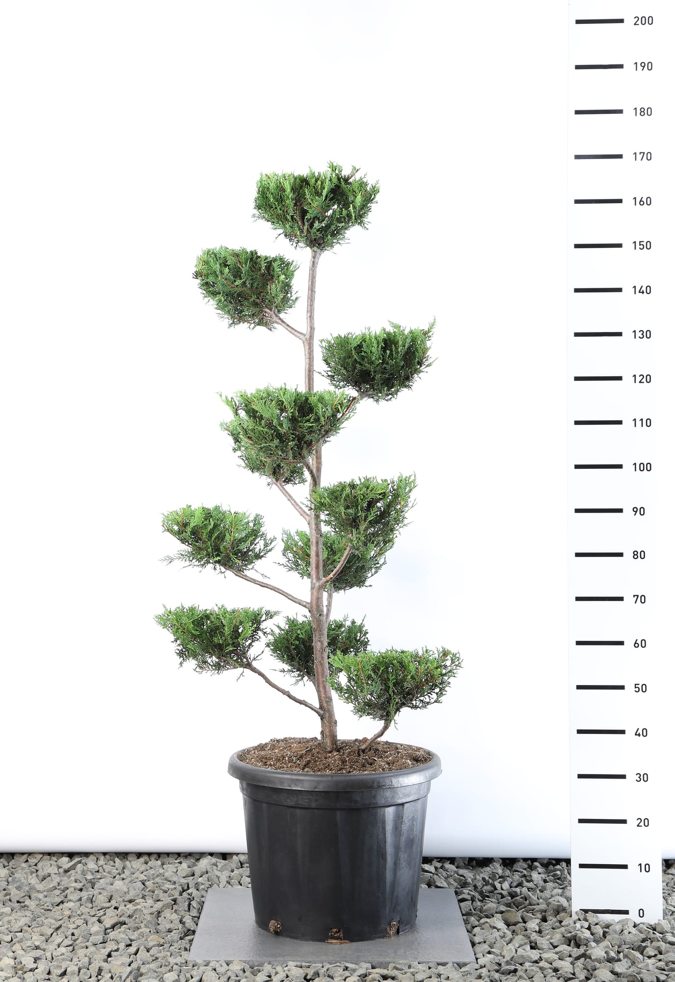 Cupressocyparis l. 'Castlewellan Gold' - Multiplateau extra