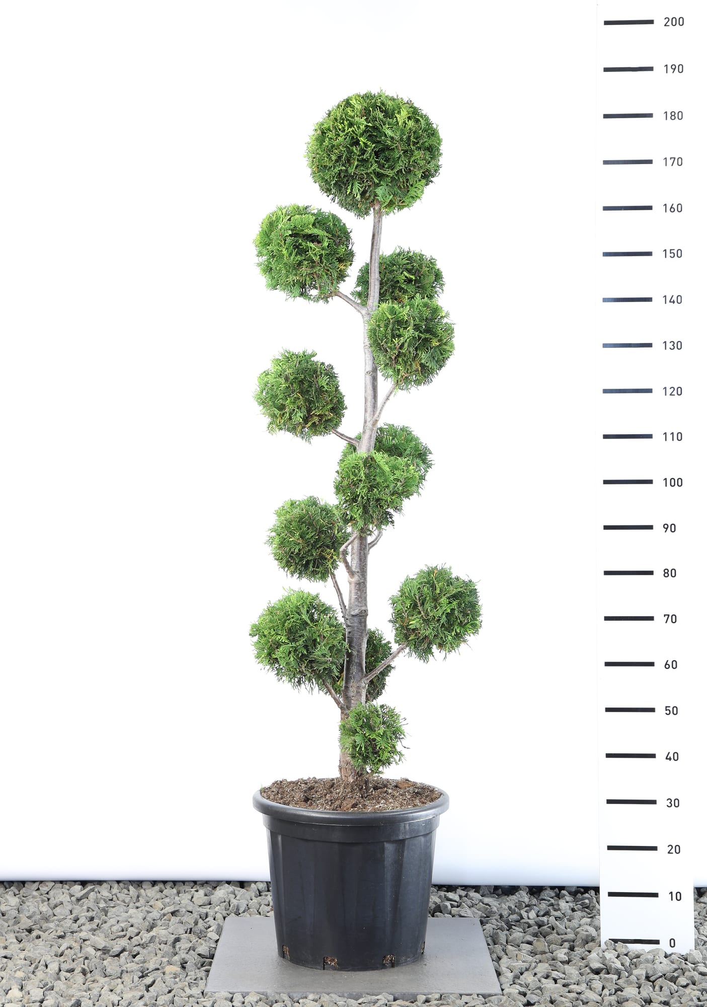 Thuja occ. 'Golden Brabant' - Multibol extra