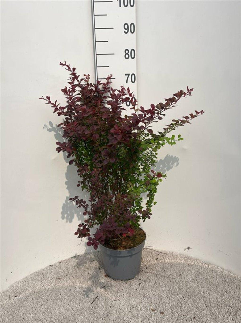 Berberis thunb. 'Atropurpurea'