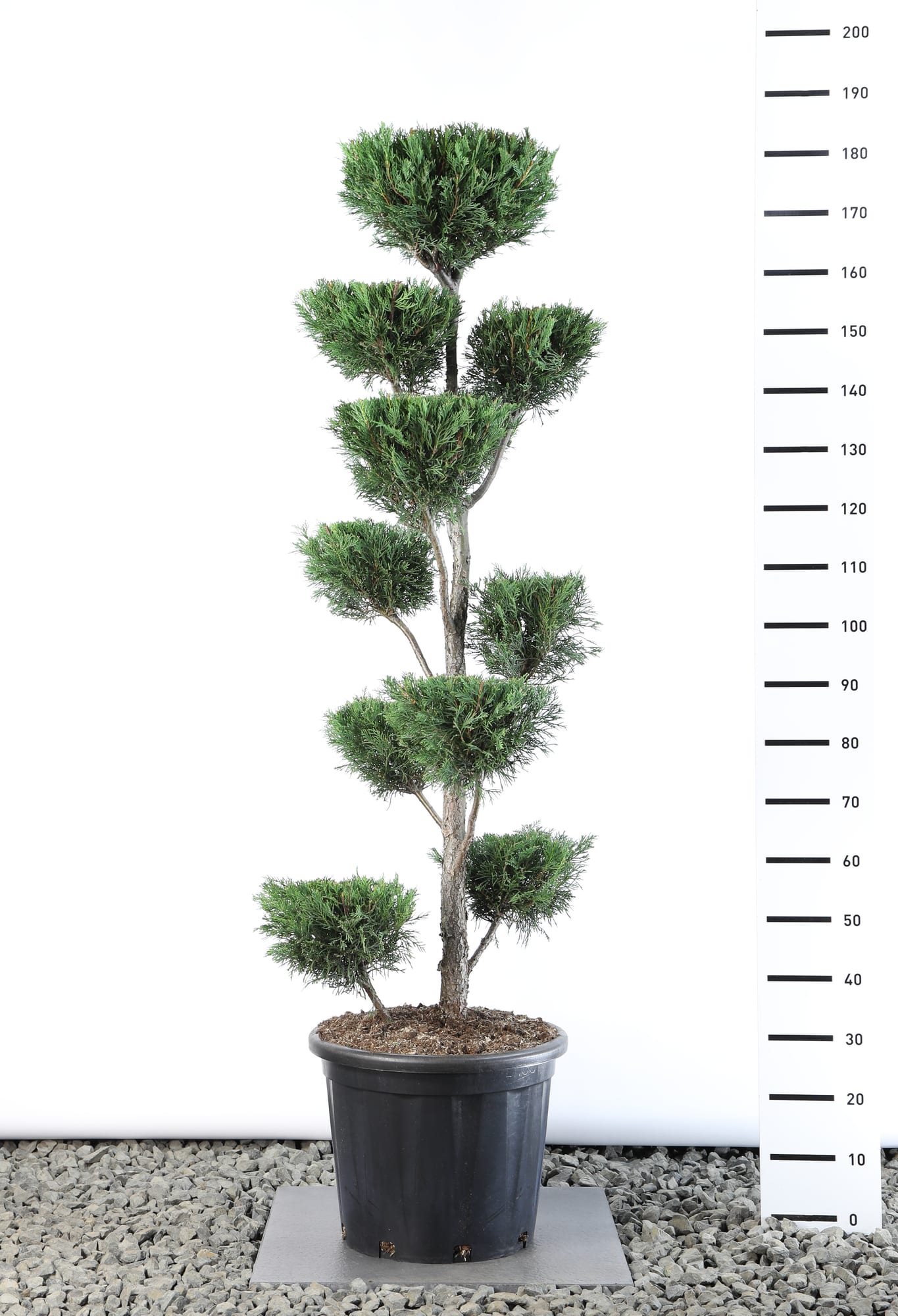 Cupressocyparis leylandii '2001' - Multiplateau extra