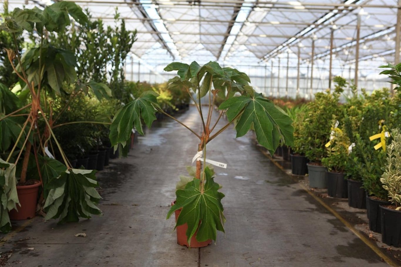 Tetrapanax papyrifer