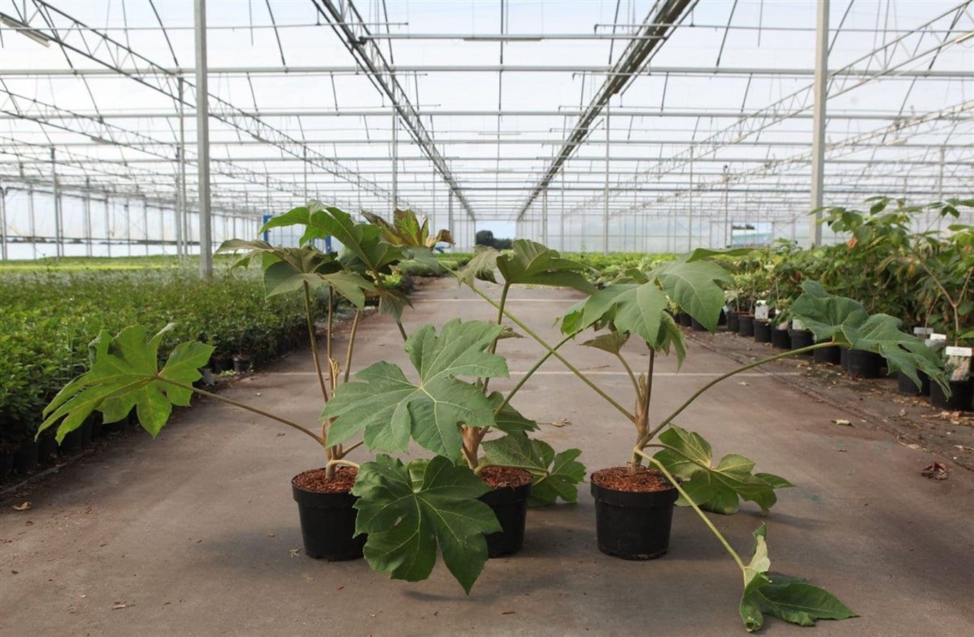 Tetrapanax papyrifer 'Rex'