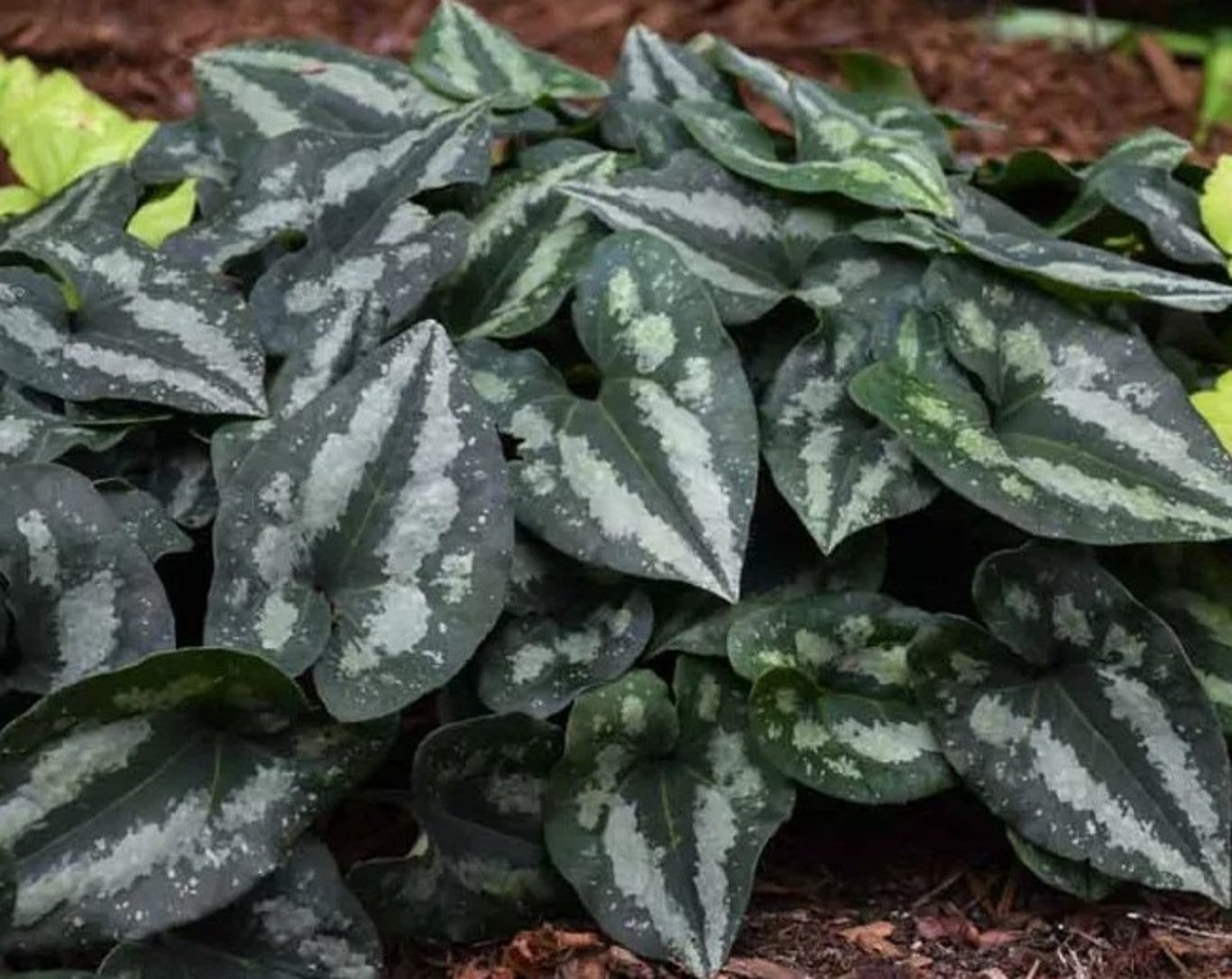 Asarum splendens