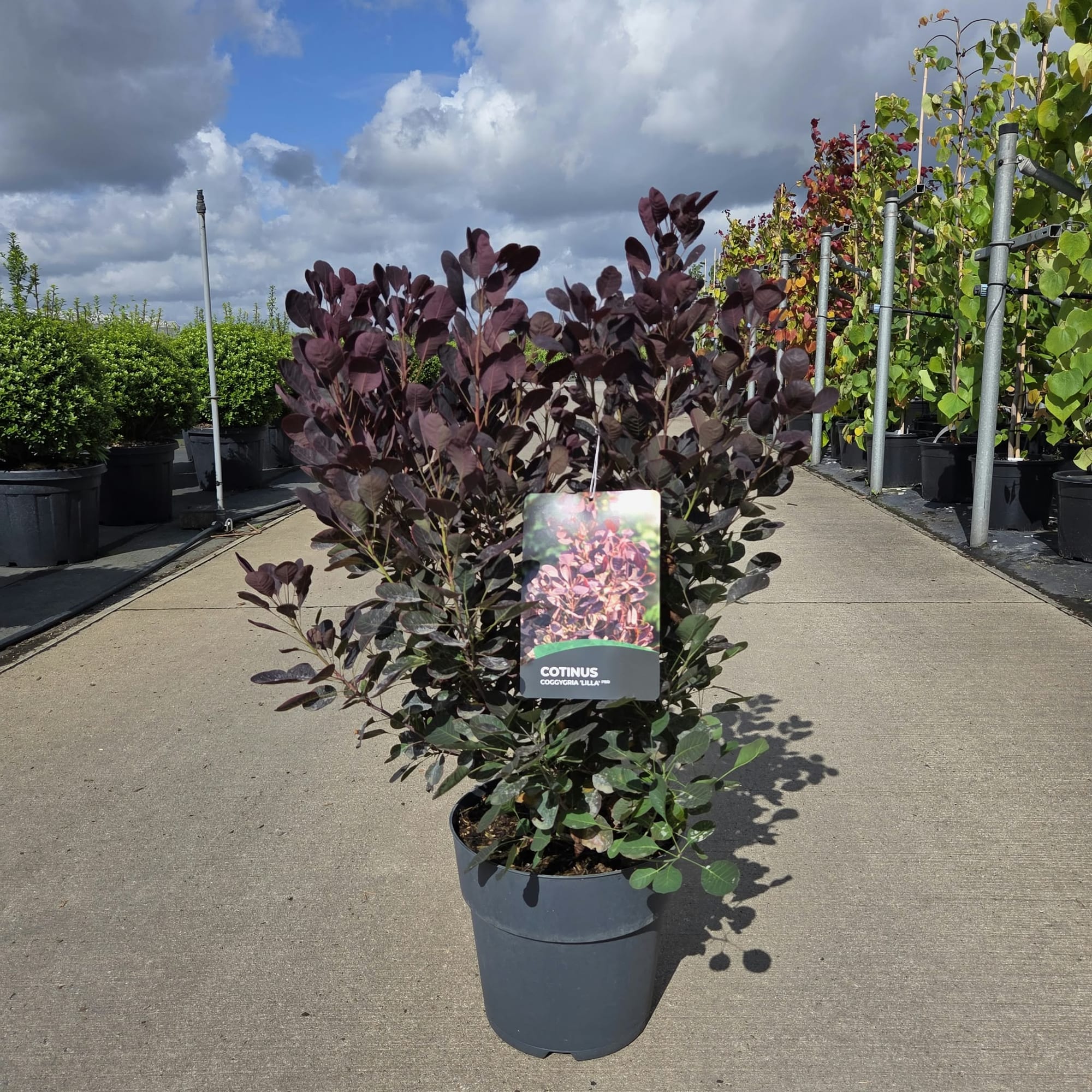 Cotinus cog. Lilla