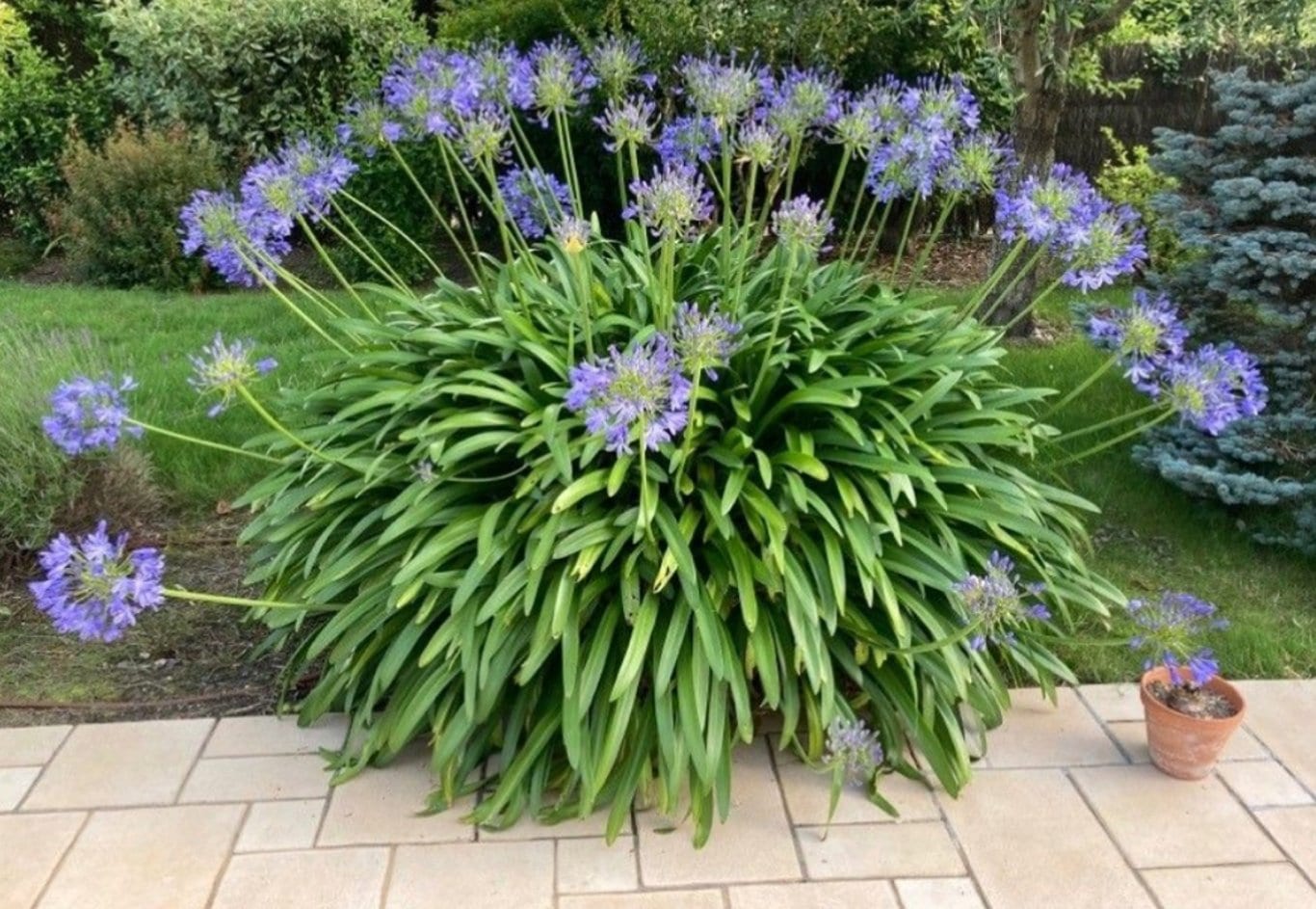 Agapanthus africanus