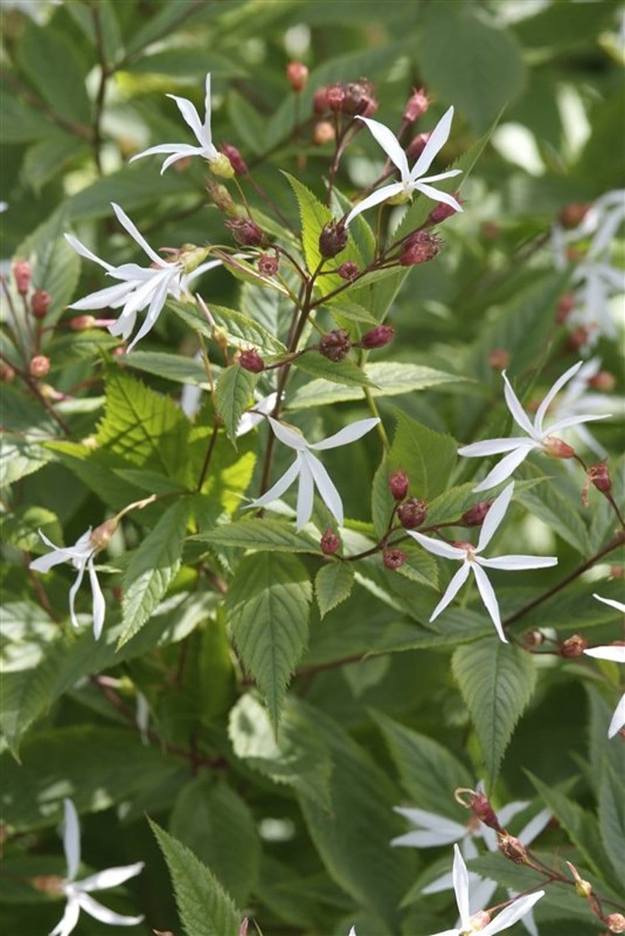 Gillenia trifoliata