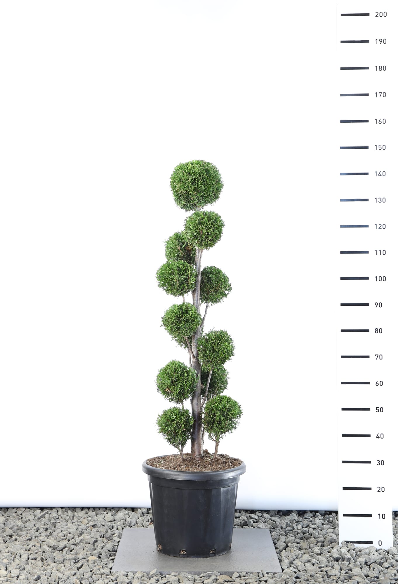 Thuja occ. 'Smaragd' - Multibol extra
