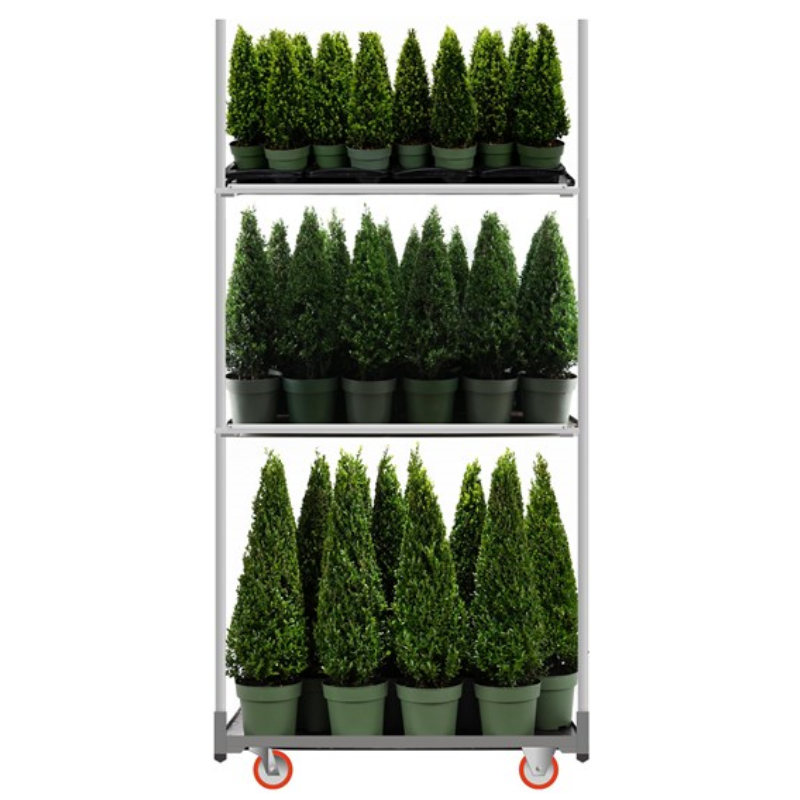 Mix CC Ilex Jenny Pyramide
