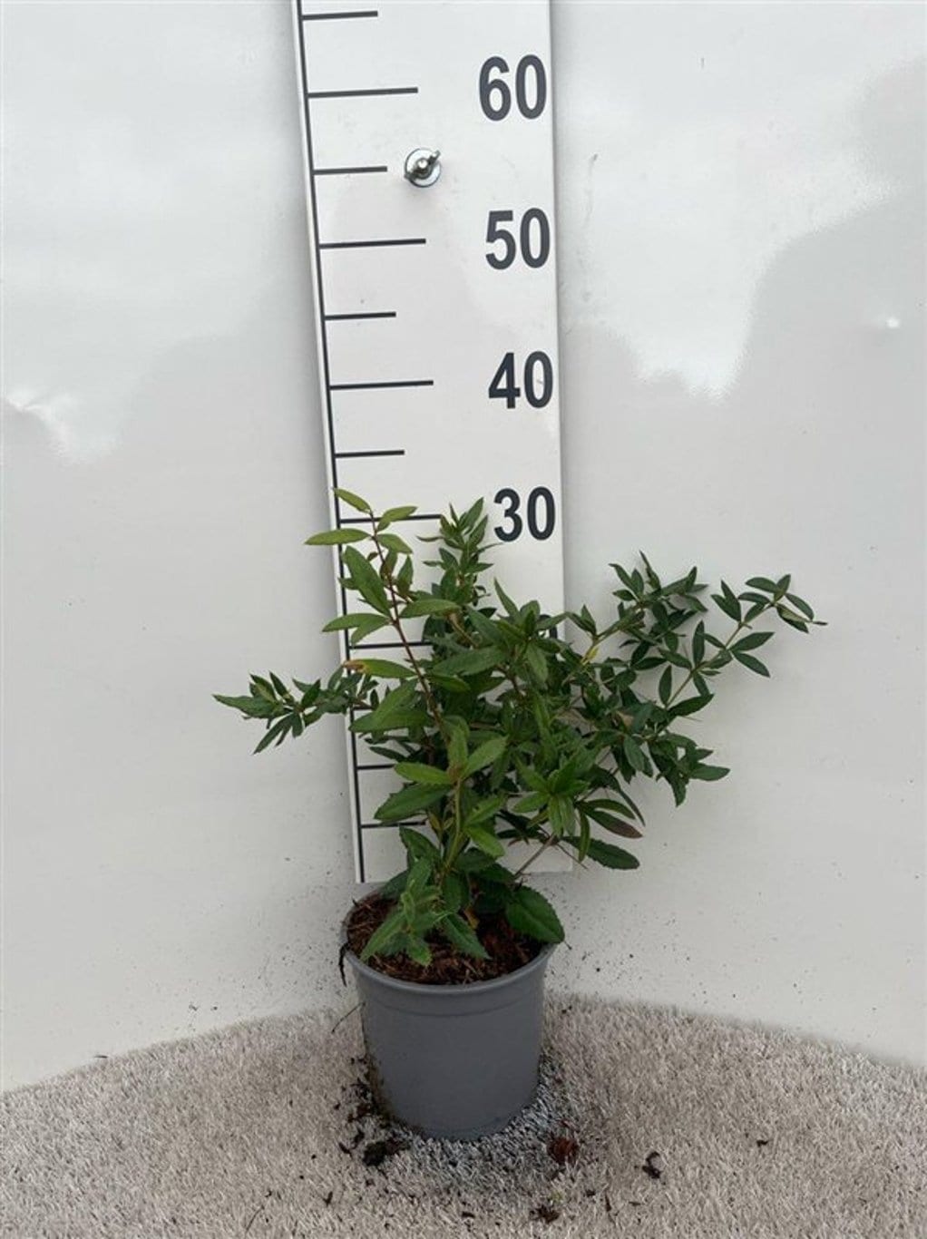 Berberis julianae